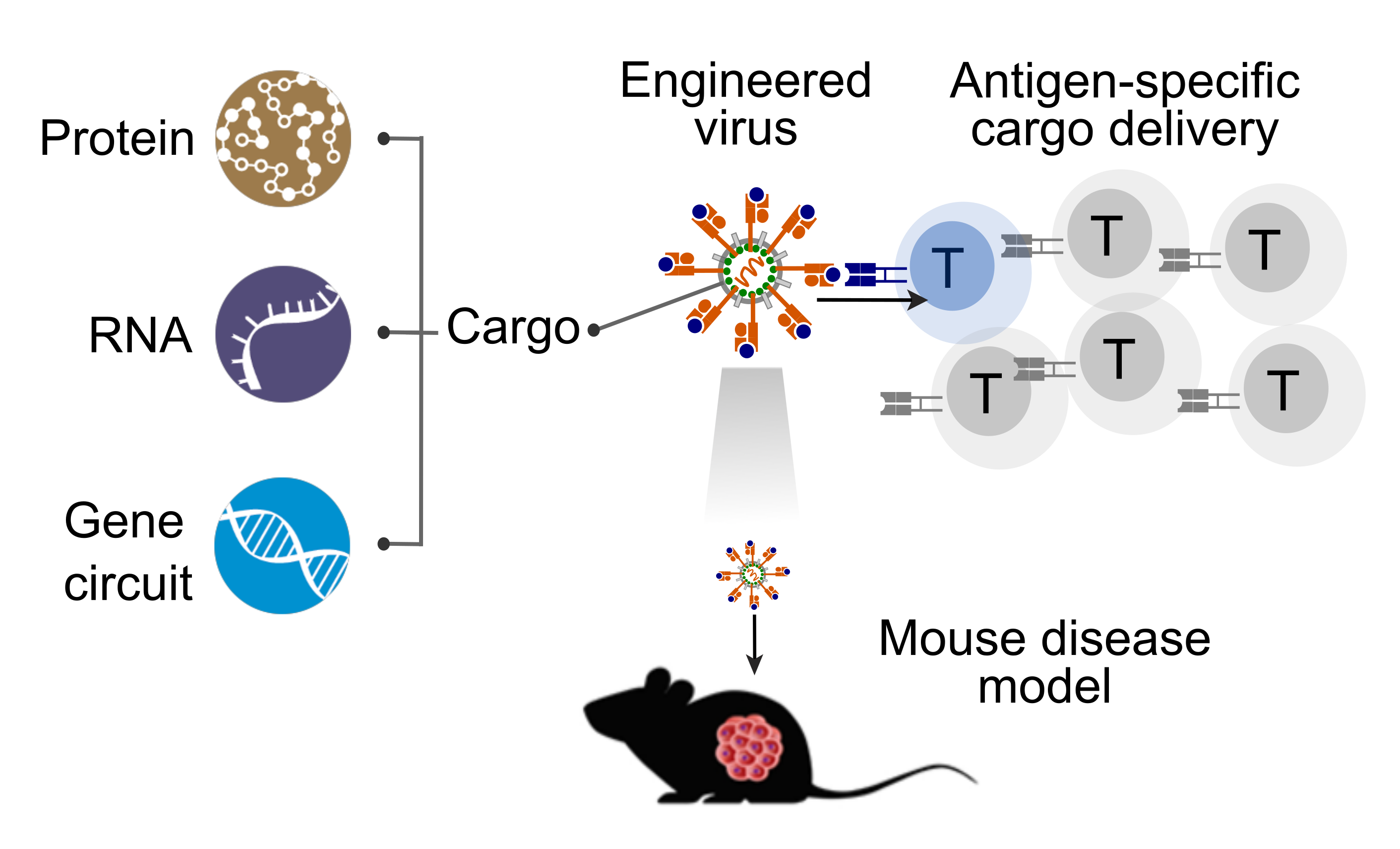 Developing tools in targeted cargo delivery for precision immunotherapeutics